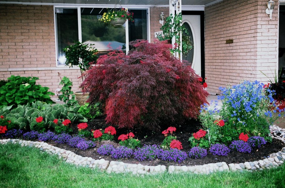 Лобелия в ландшафтном дизайне дачного участка