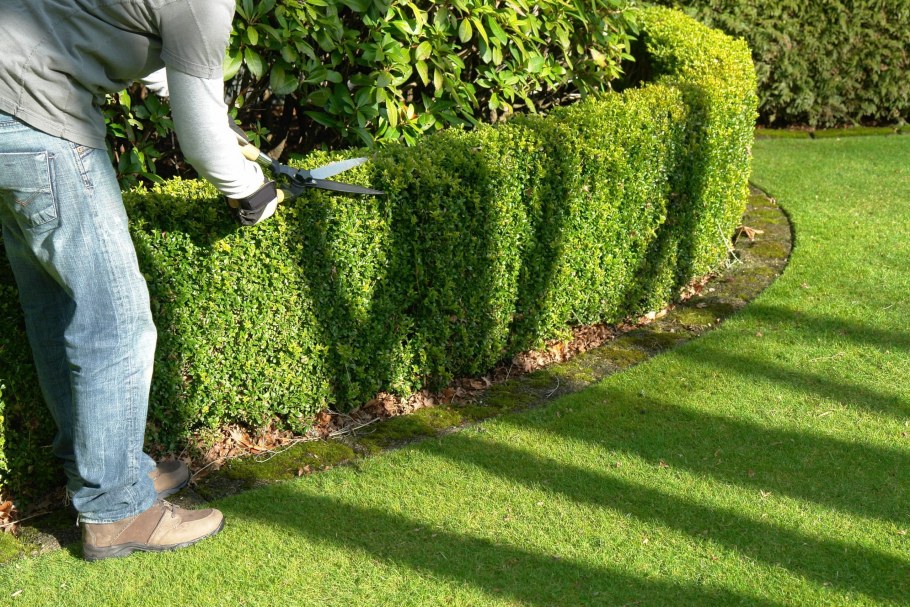 Тис ягодный Живая изгородь