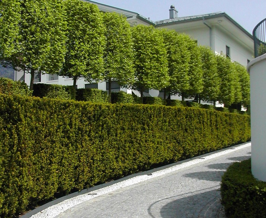 Свободнорастущая Живая изгородь Живая изгородь