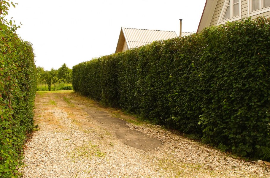 Самшит Буксус бордюрная