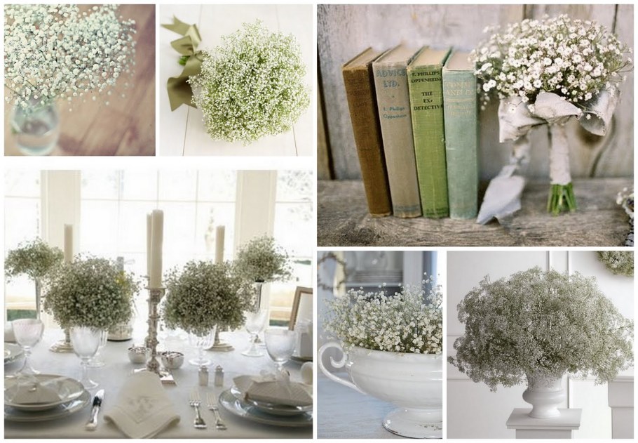 Гипсофила Паскаль