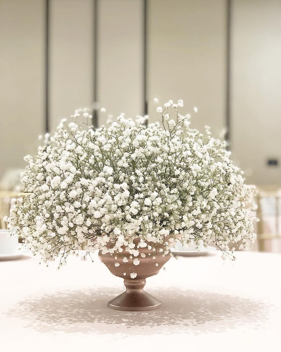 Гипсофила гипсофила гипсофила гипсофила гипсофила гипсофила