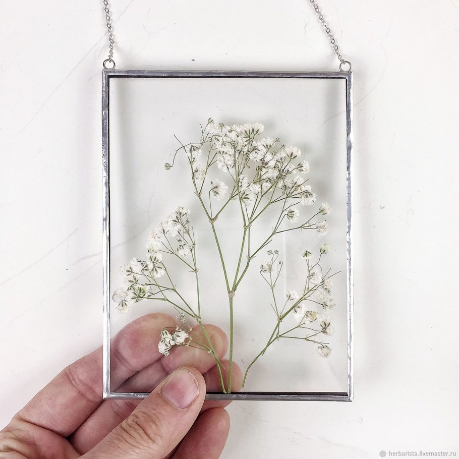 Гипсофила Аврора