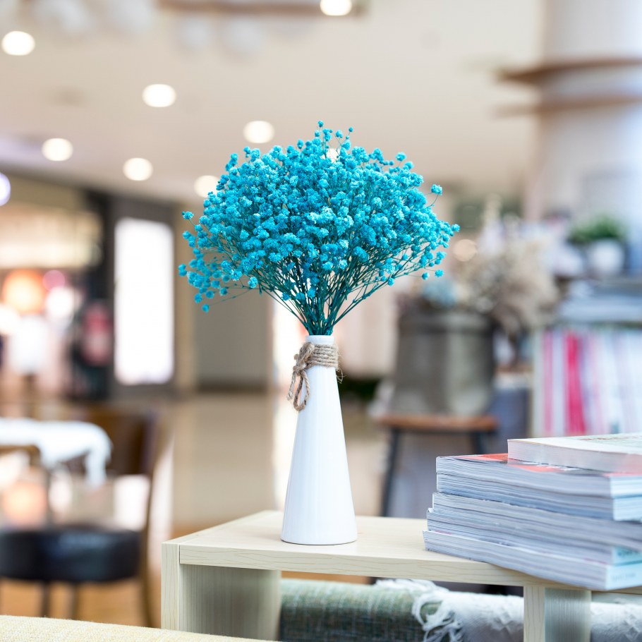 Гипсофила сухостой