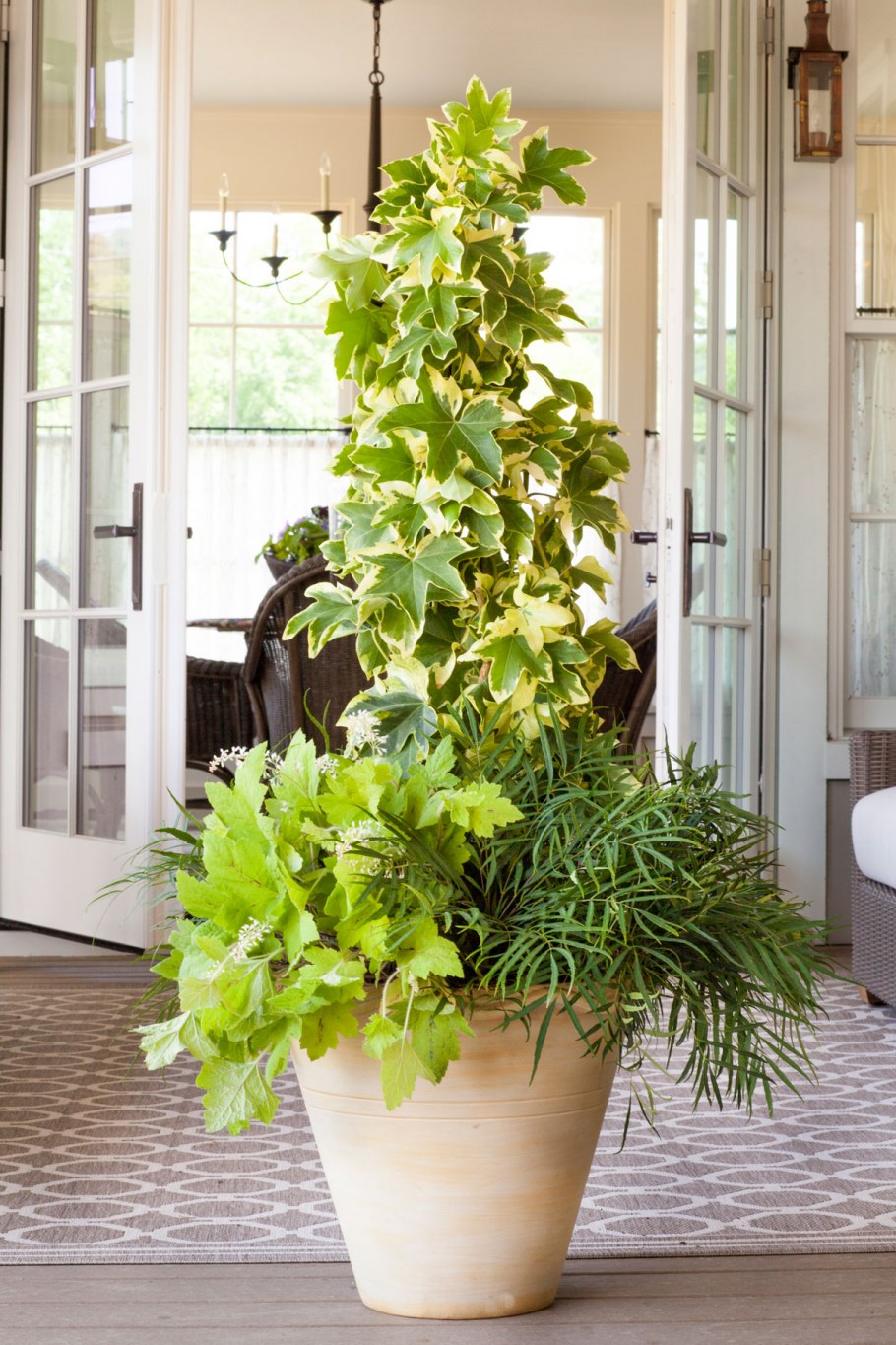 Фатсхедера цветок