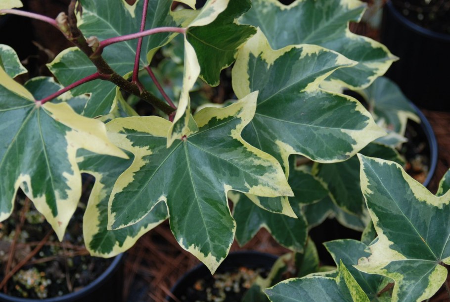 Эпипремнум и Филодендрон