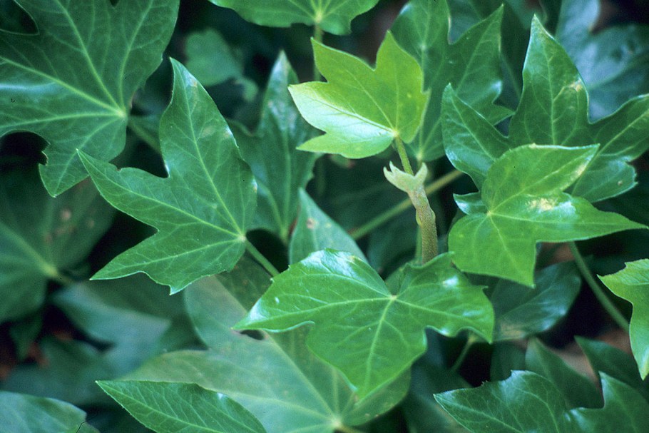 Плющ фатсхедера