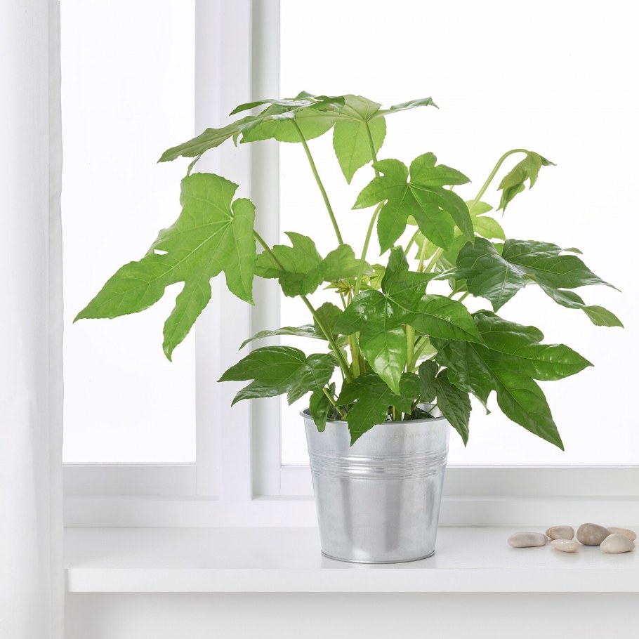 Фатсия японская