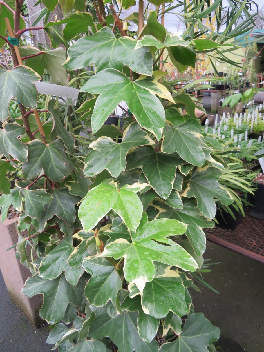 Фатсхедера Вариегата