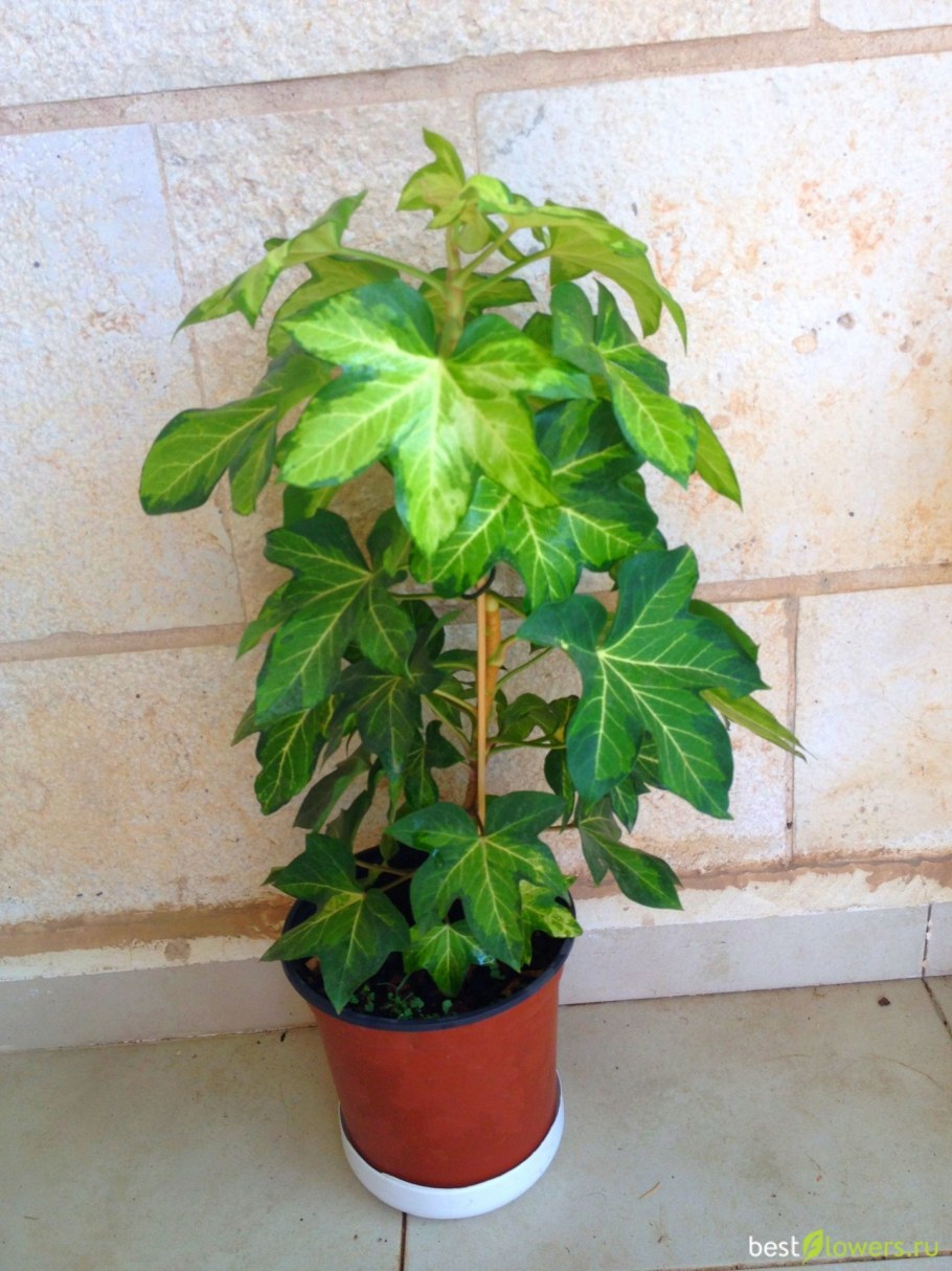 Фатсия (фатсхедера)