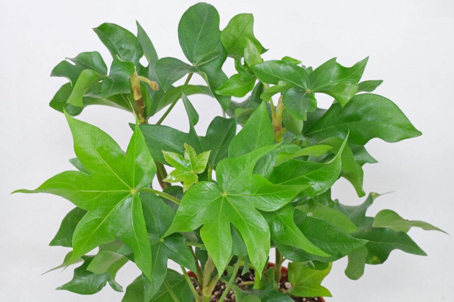 Фатсхедера Пиа