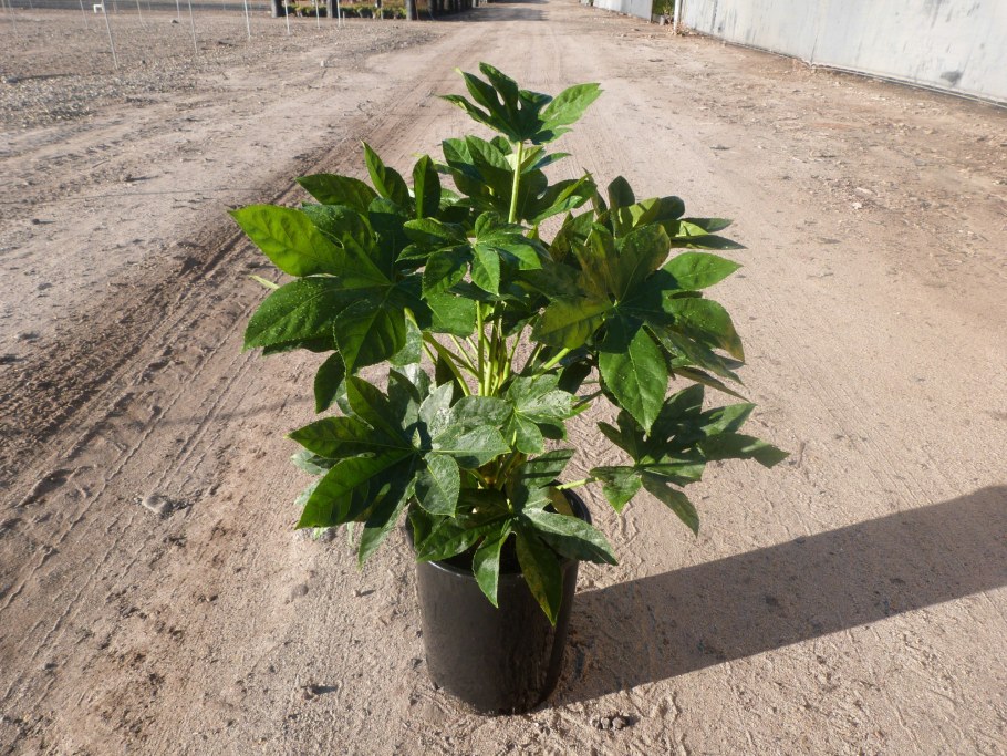 Фатсия многоплодная