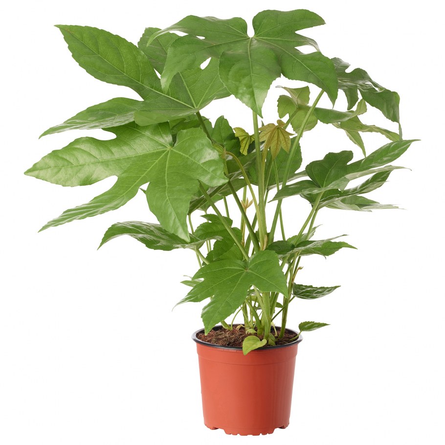 Шефлера и фикус Бенджамина