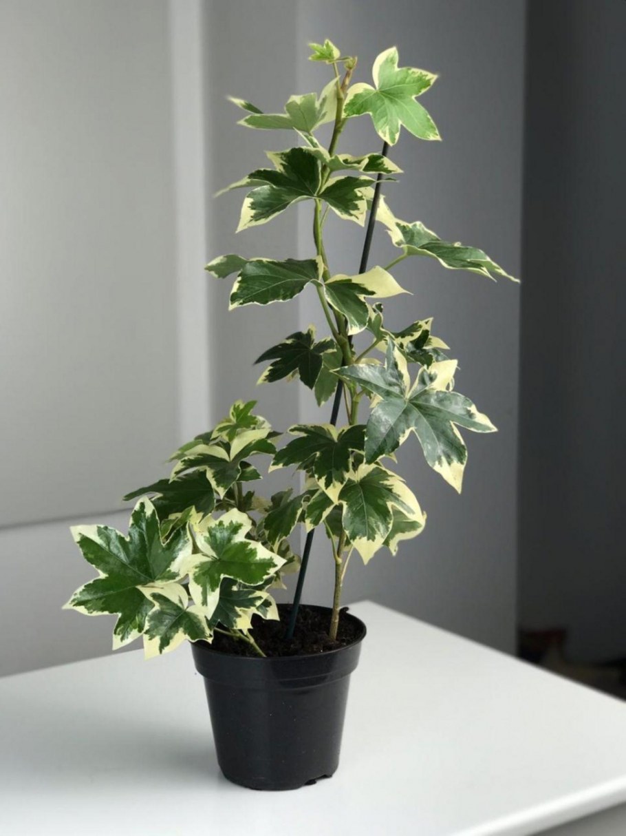 Плющ фатсхедера