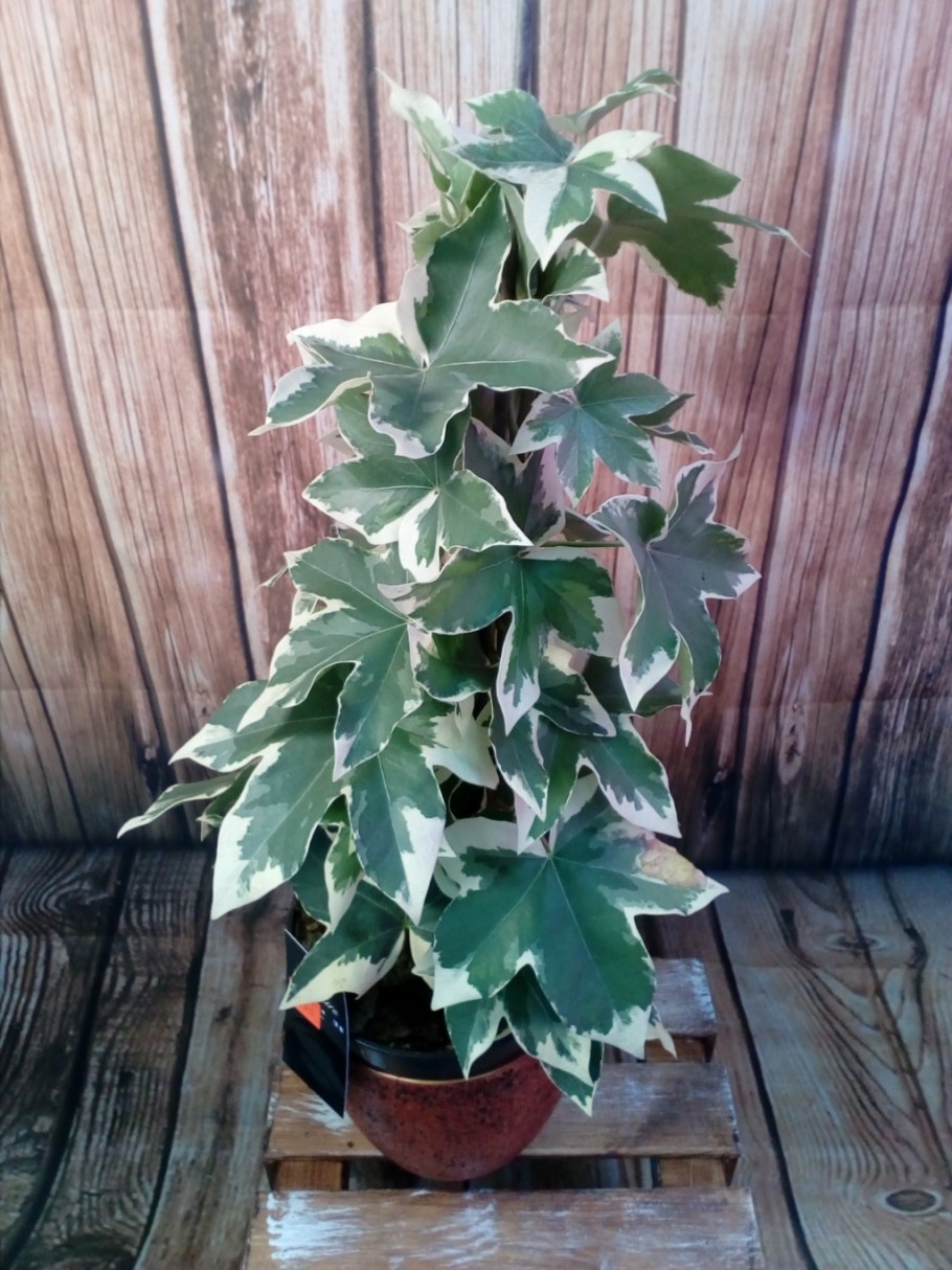 Филодендрон лазающий