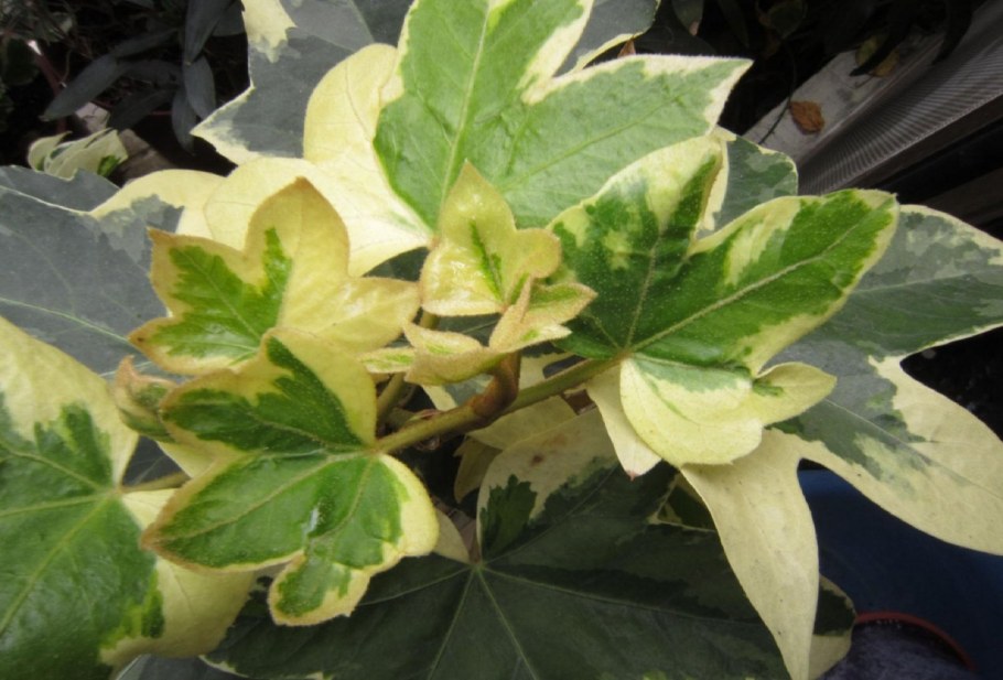 Аралия фатсия