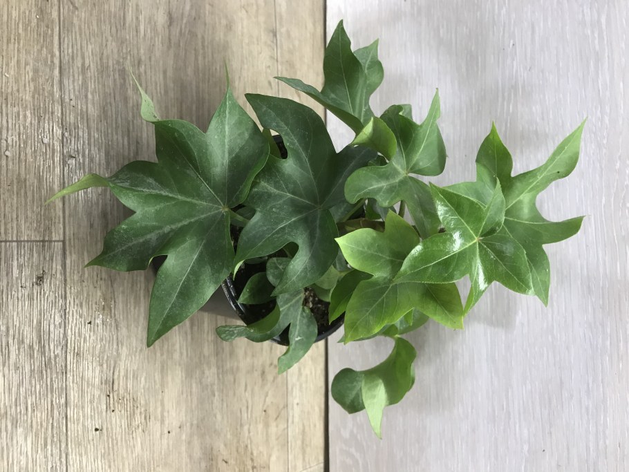 Фатсия Джапоника