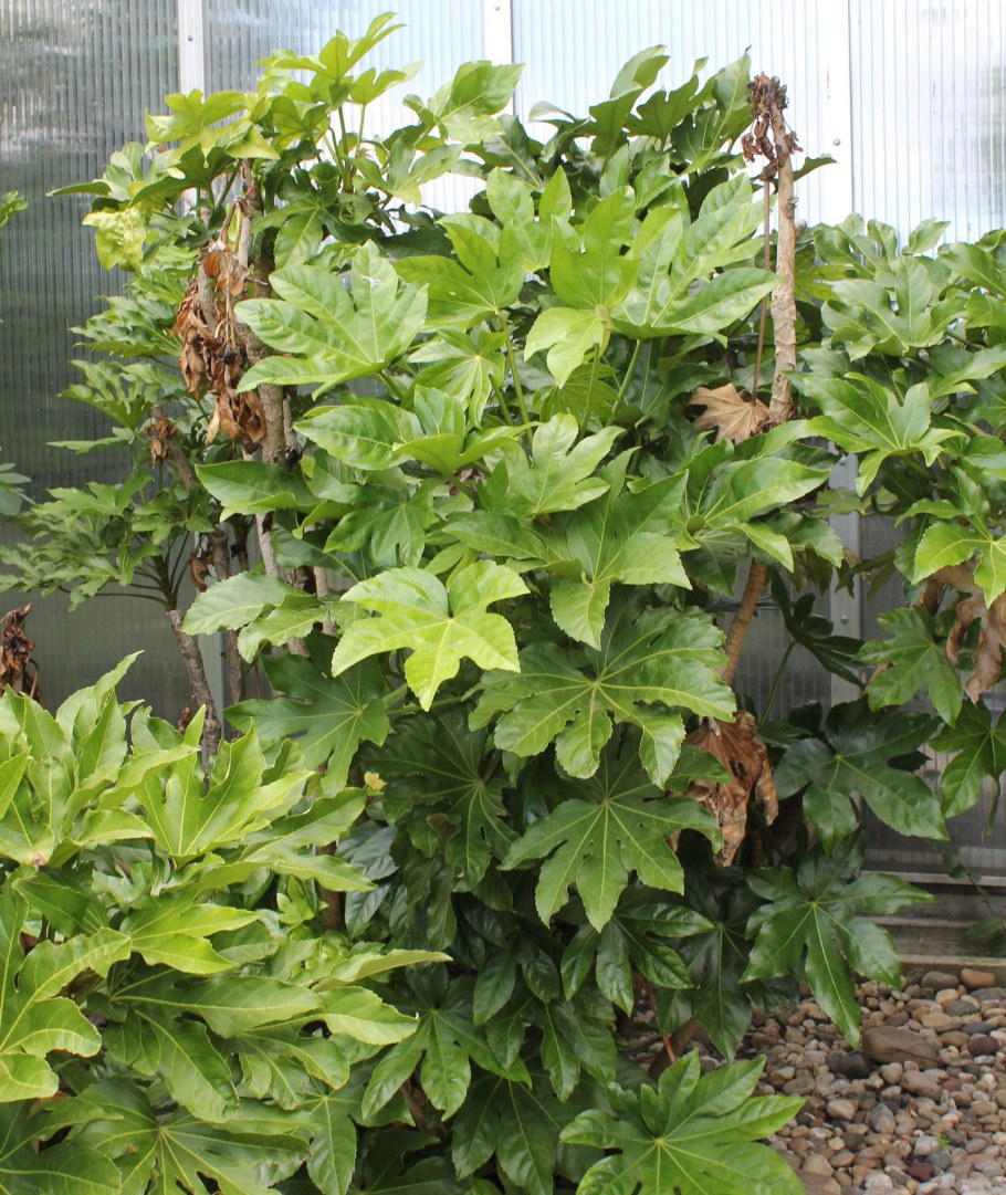 Фатсия японская