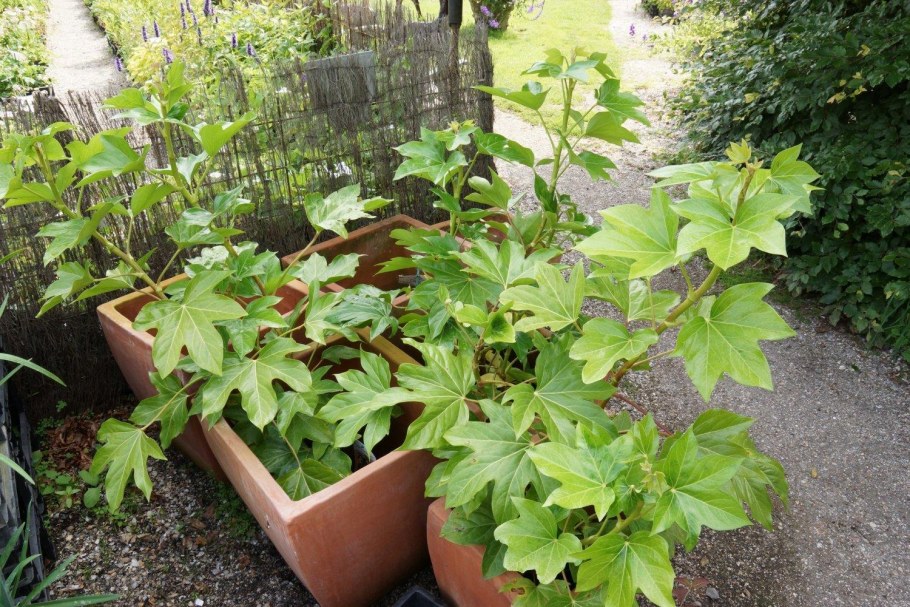 Фатсхедера серебряный принц