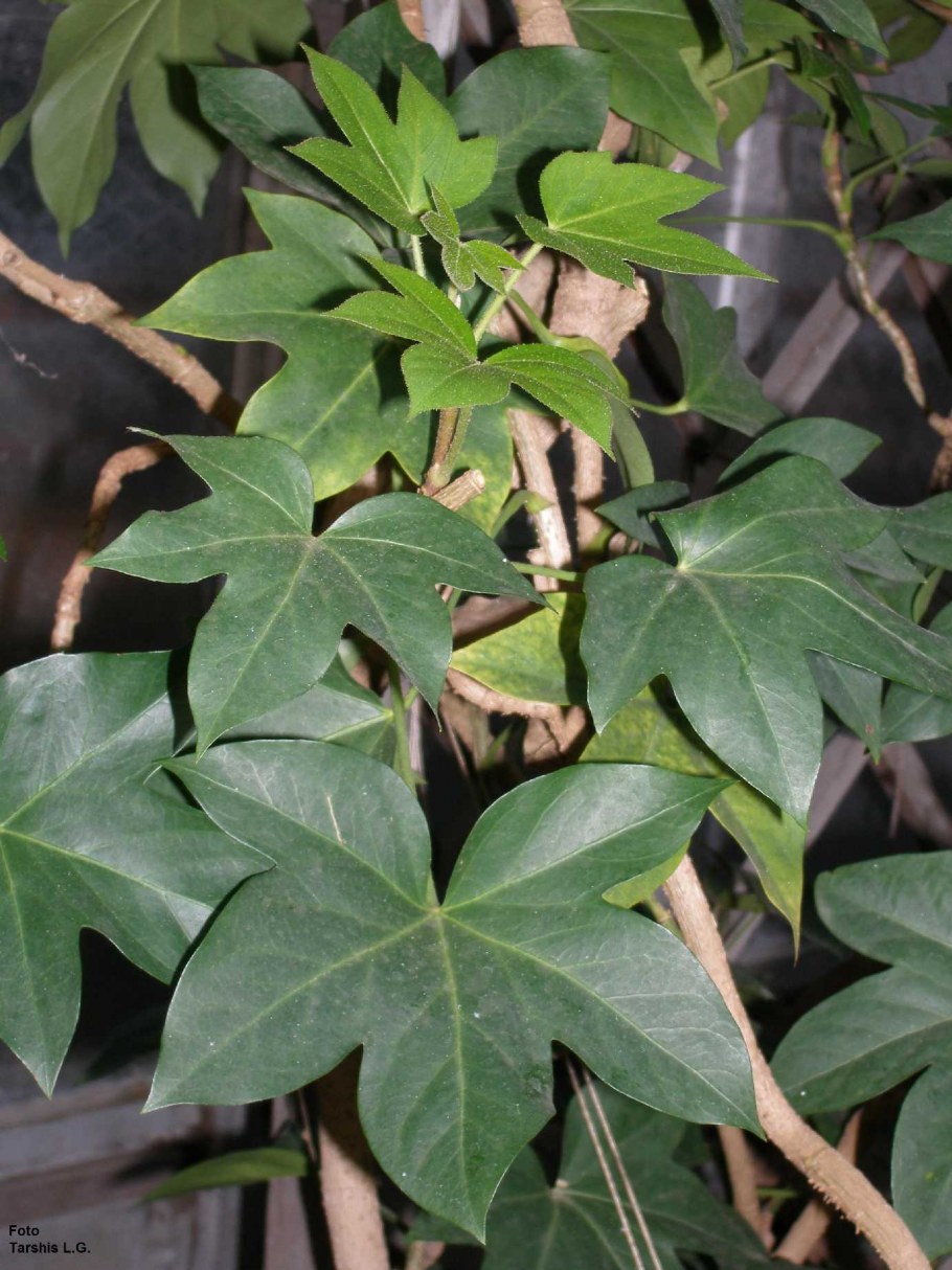 Фатсхедера Вариегата