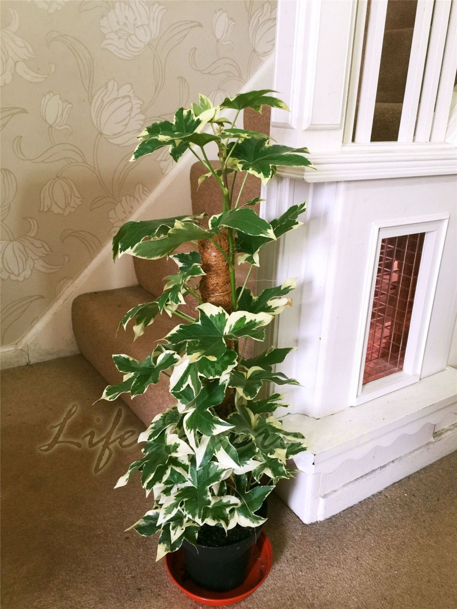 Фатсхедера Лизе в интерьере