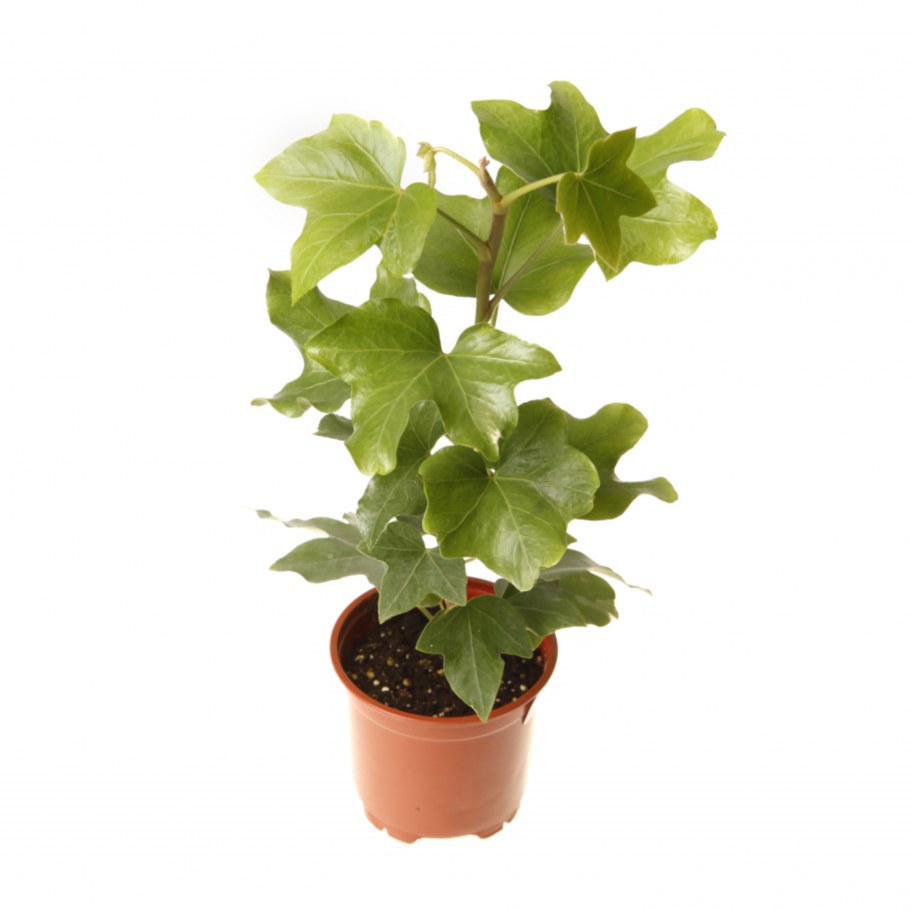 Фатсхедера Лизе