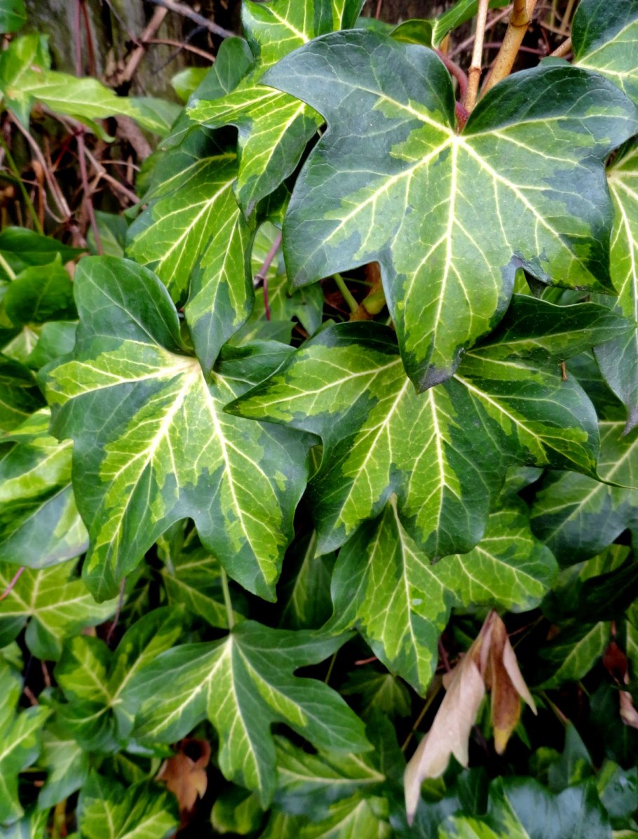 Плющ фатсхедера