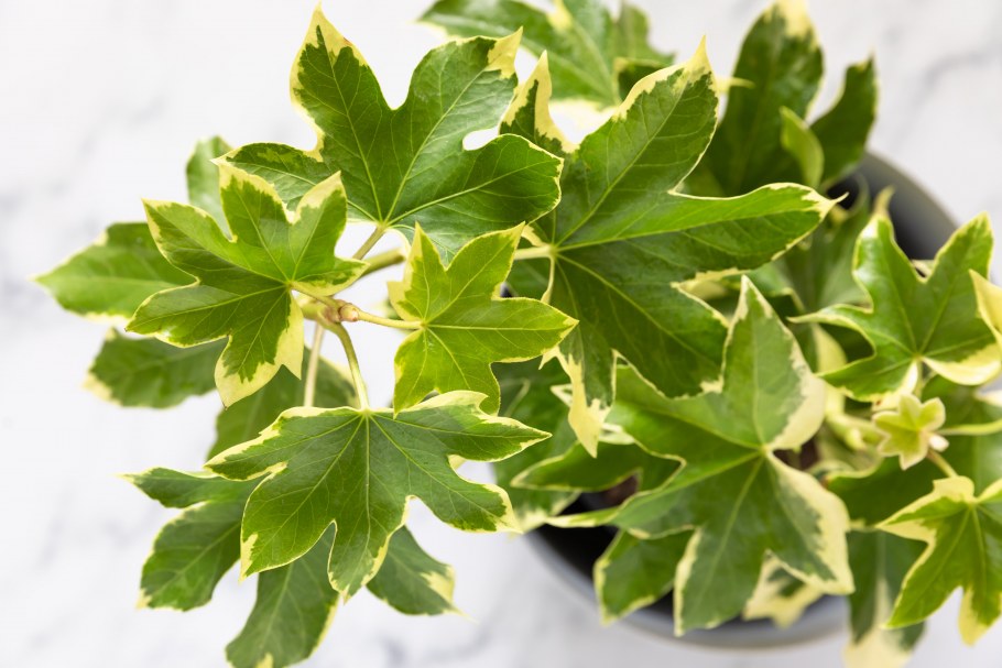 Плющ фатсхедера Нижний лист