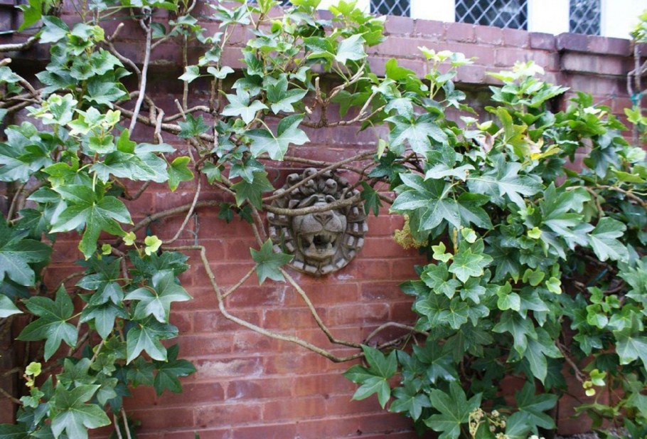 Фатсхедера вариегатная крупнолистная