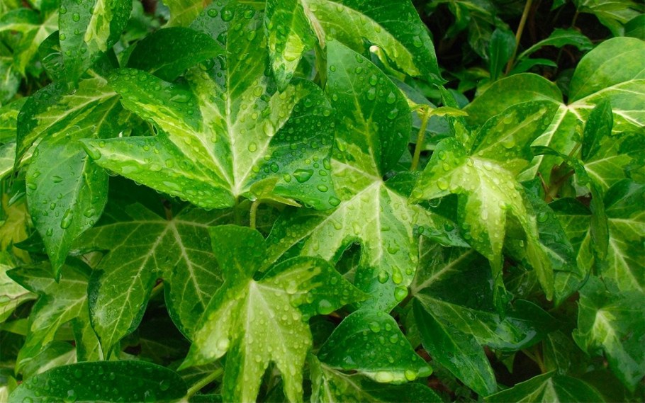 Аралия японская