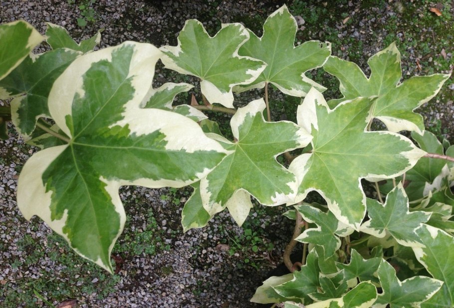 Фикус Шефлера