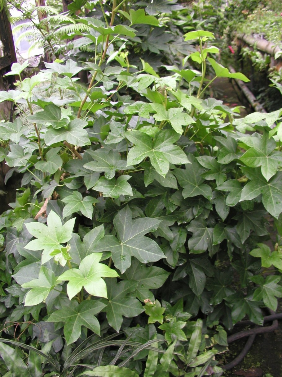 Комнатный цветок фатсхедера