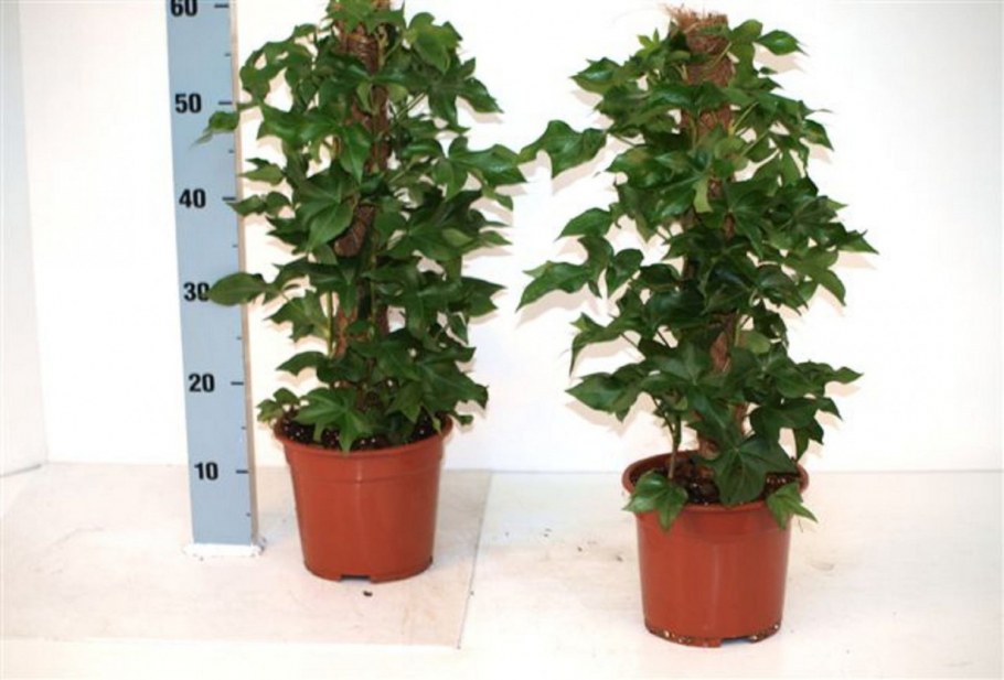 Фатсия японская Аралия