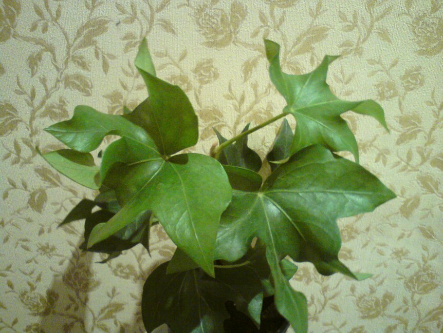 Фатсхедера Юла Геленджик