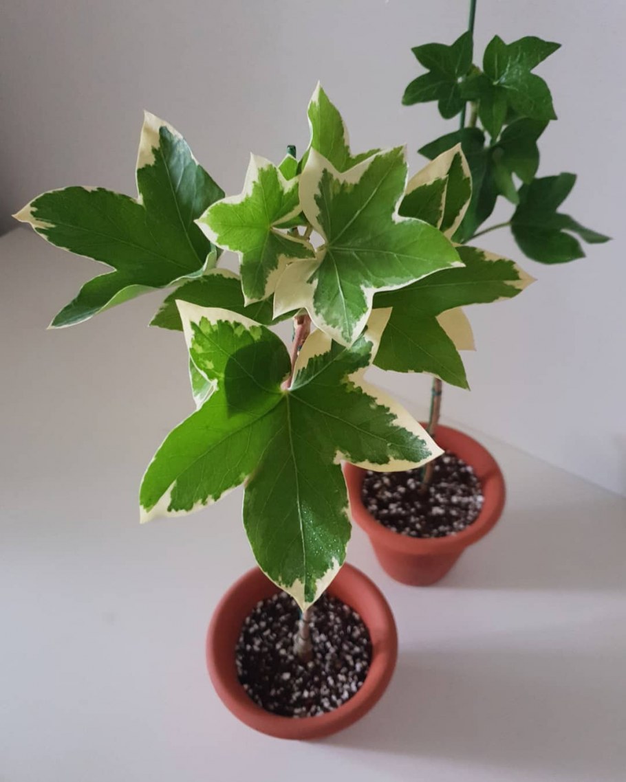 Плющ фатсхедера