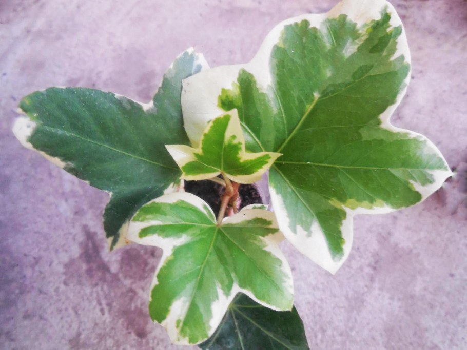 Фатсхедера коричневый налет на листьях