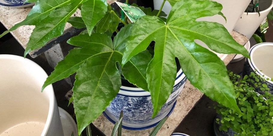 Хедера Хеликс микс подвесная