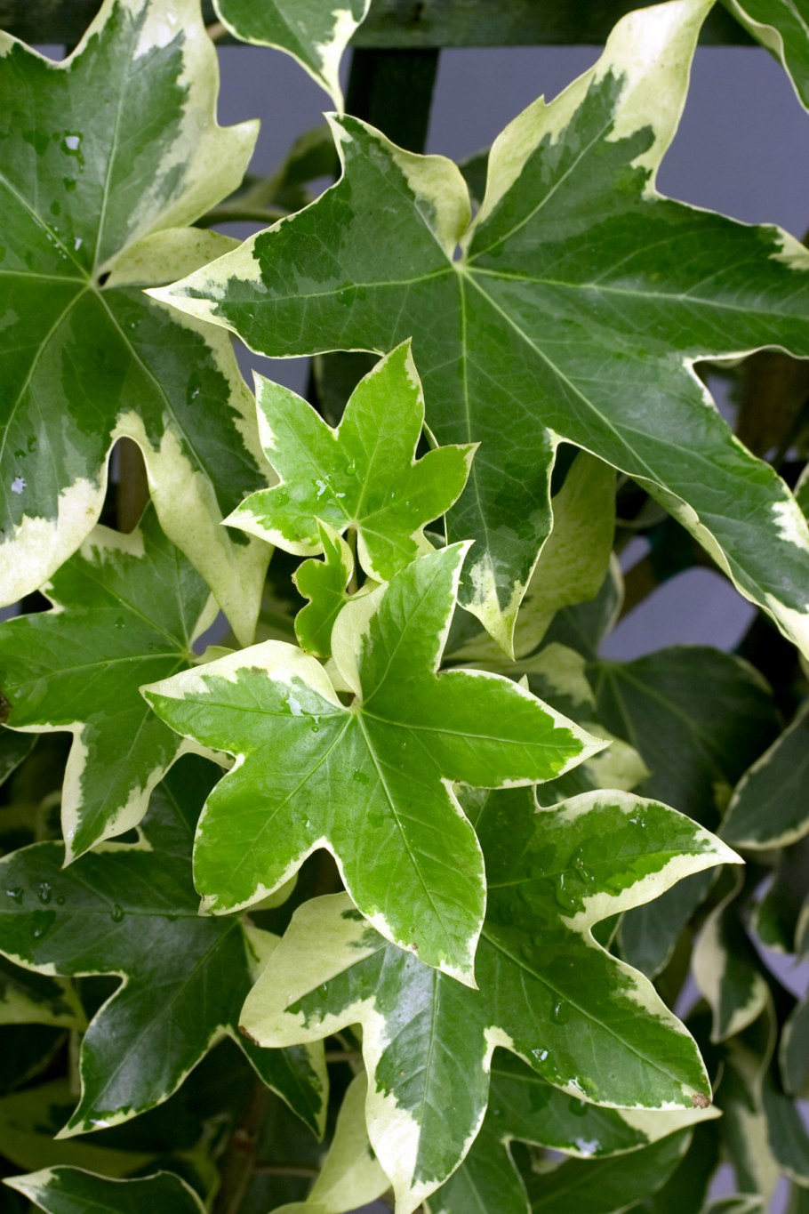 Фатсхедера Лизе микс