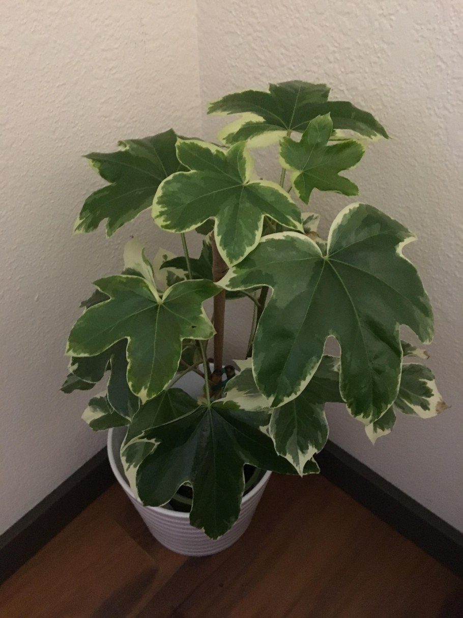 Фатсхедера 17/60