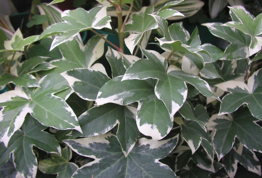 Плющ фатсхедера Лизе