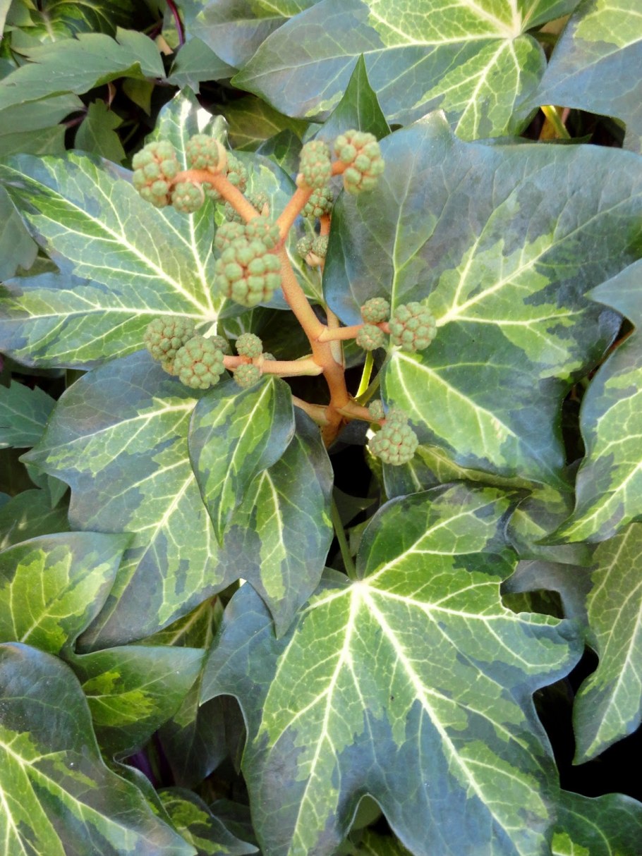 Плющ фатсхедера