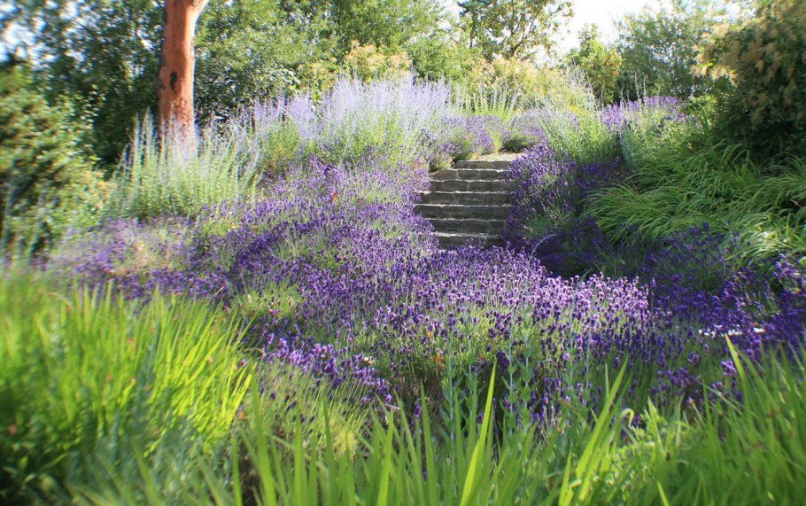 Перовския 'Russian Sage'