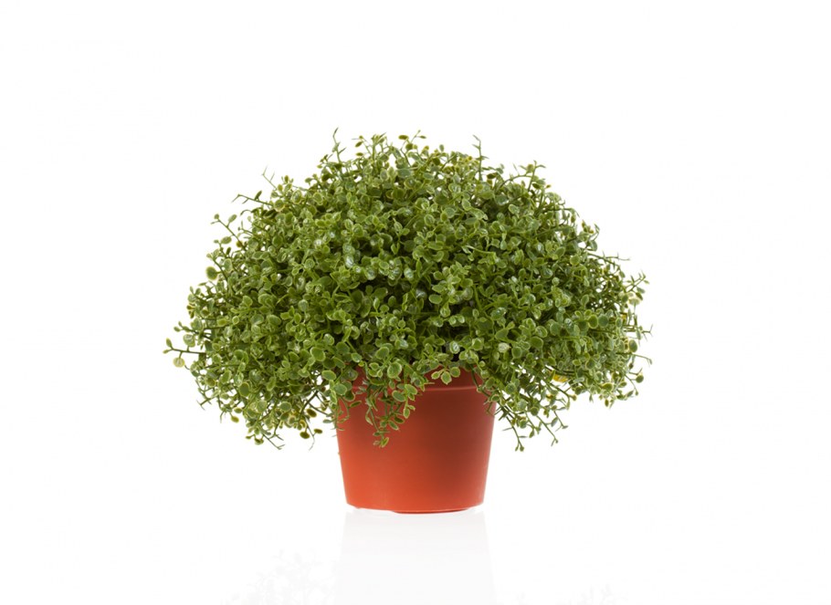 Ватер-Грасс (Рясковый мох) куст зелёный