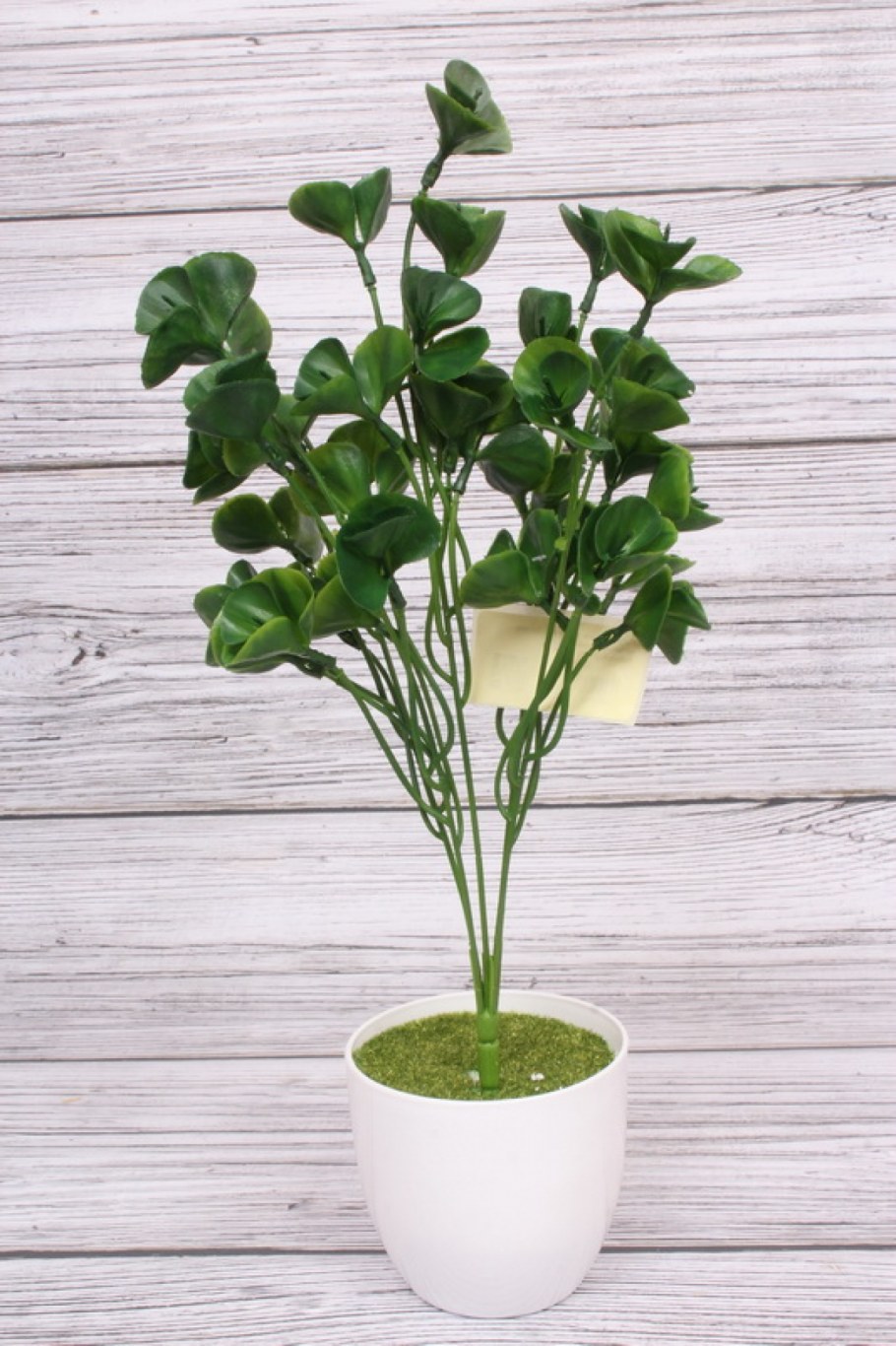 Мята шалфей розмарин комнатные растения