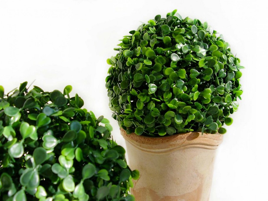 Самшит комнатное растение