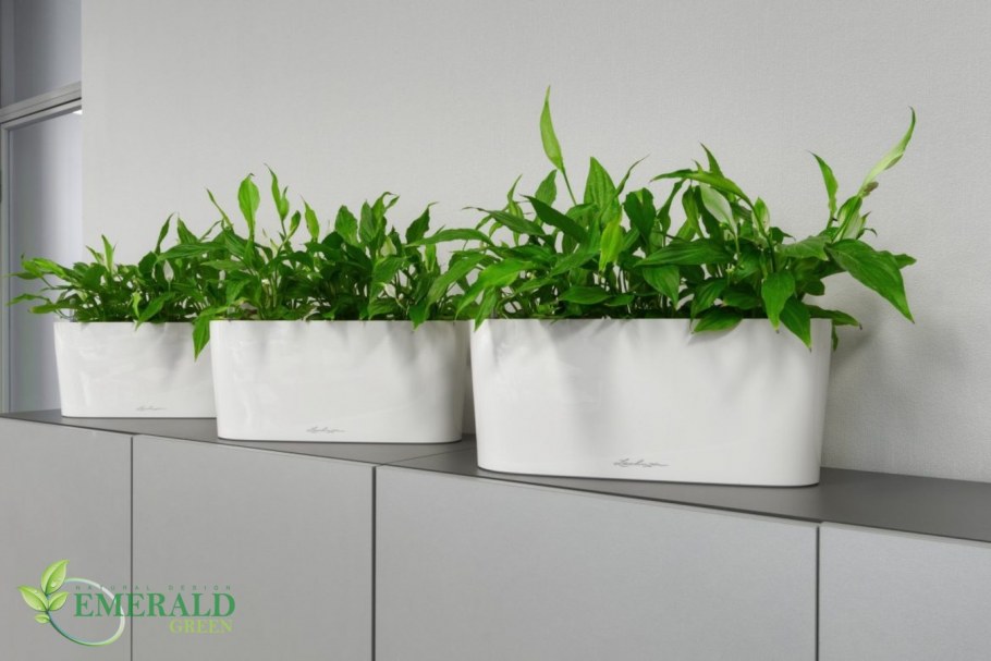 Спатифиллум в лечузе