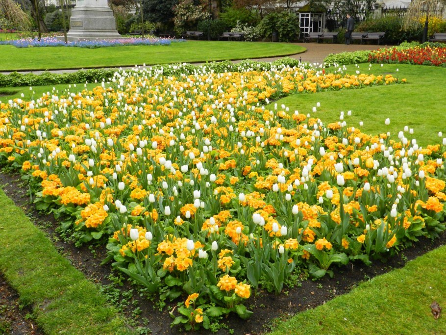 Весенняя клумба с примулой