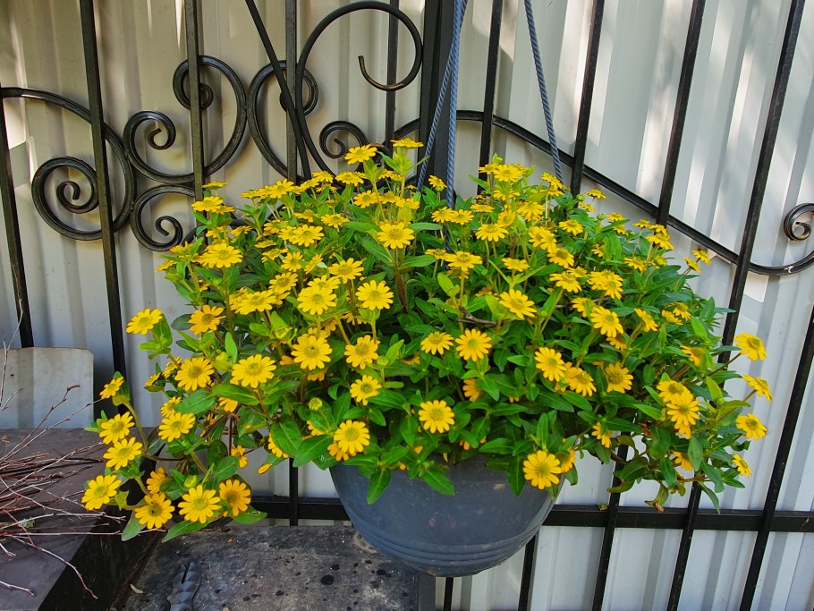 Санвиталия ампельная