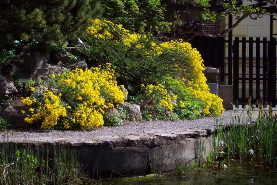 Алиссум скальный желтый