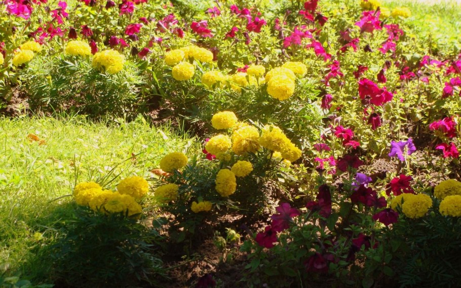 Вербейник в миксбордере